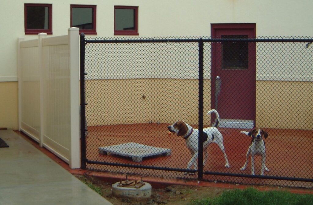 Dog kennel with two dogs