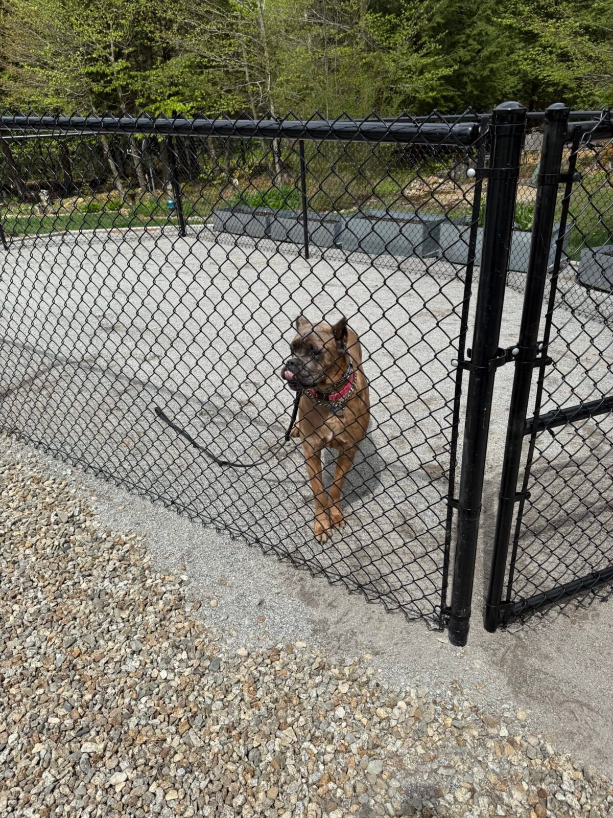 dog fence