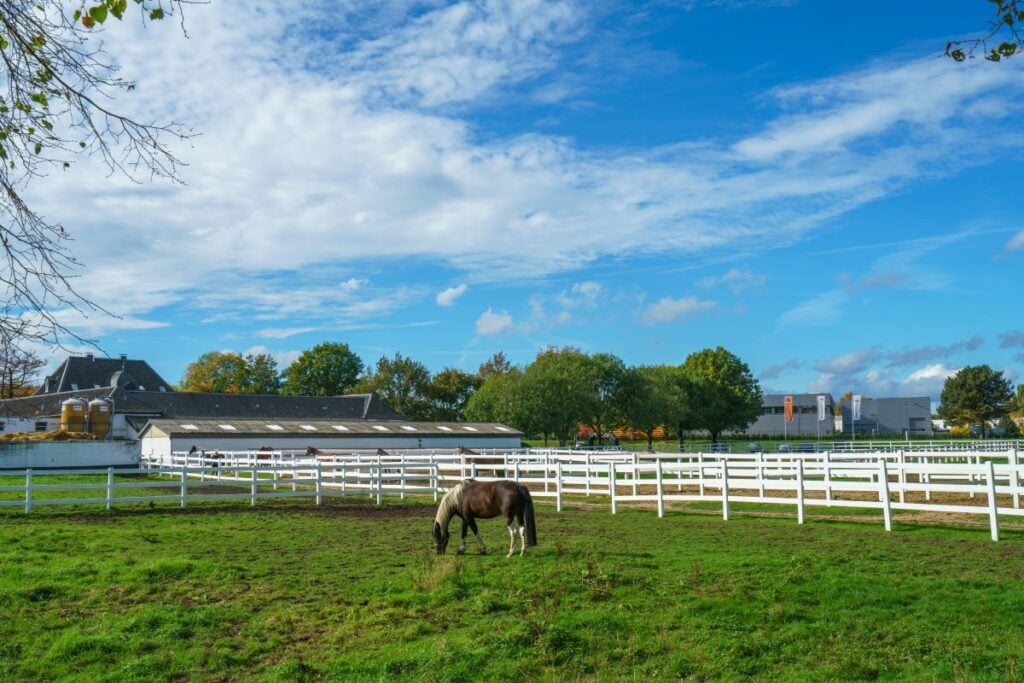 A horse in a field with white vinyl horse fencing around it