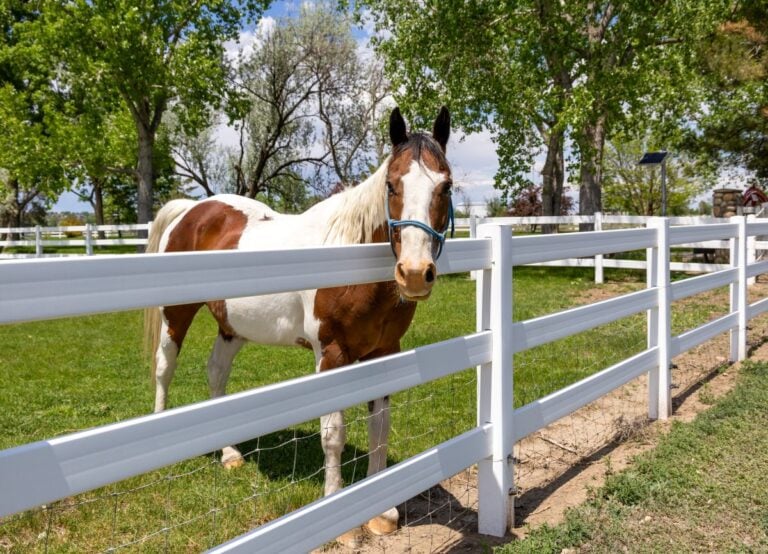 A horse standing behind a white vinyl fence
