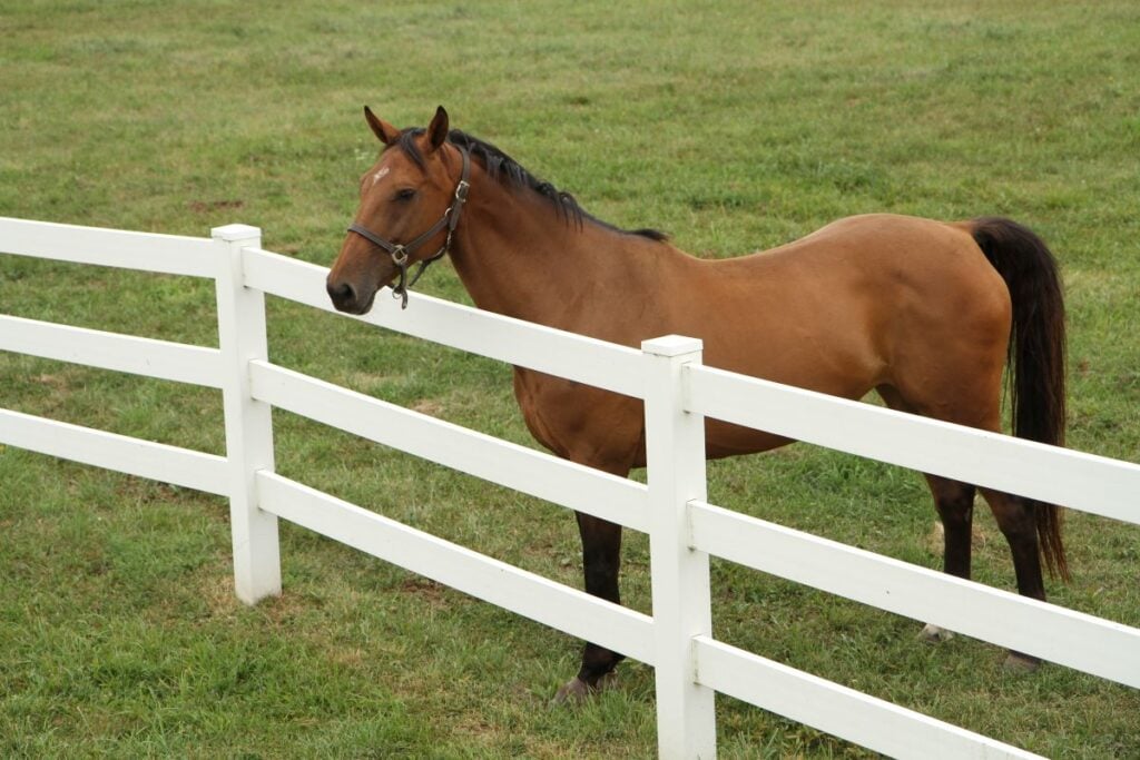 Brown horse behind a vinyl fence