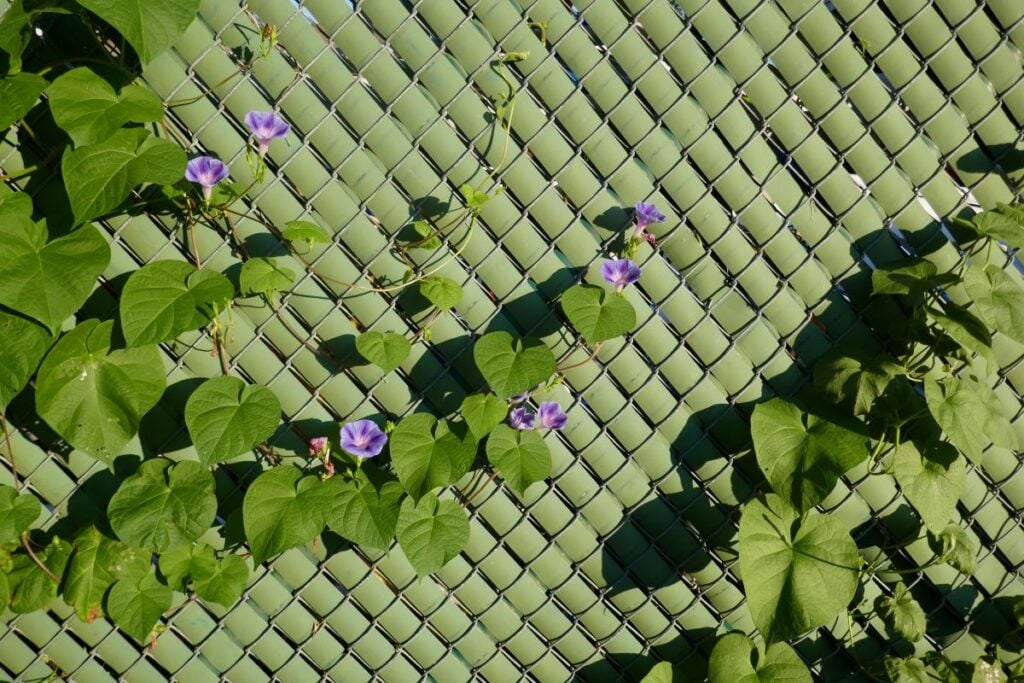 Purple flowers growing on a chainlink fence with green privacy slats
